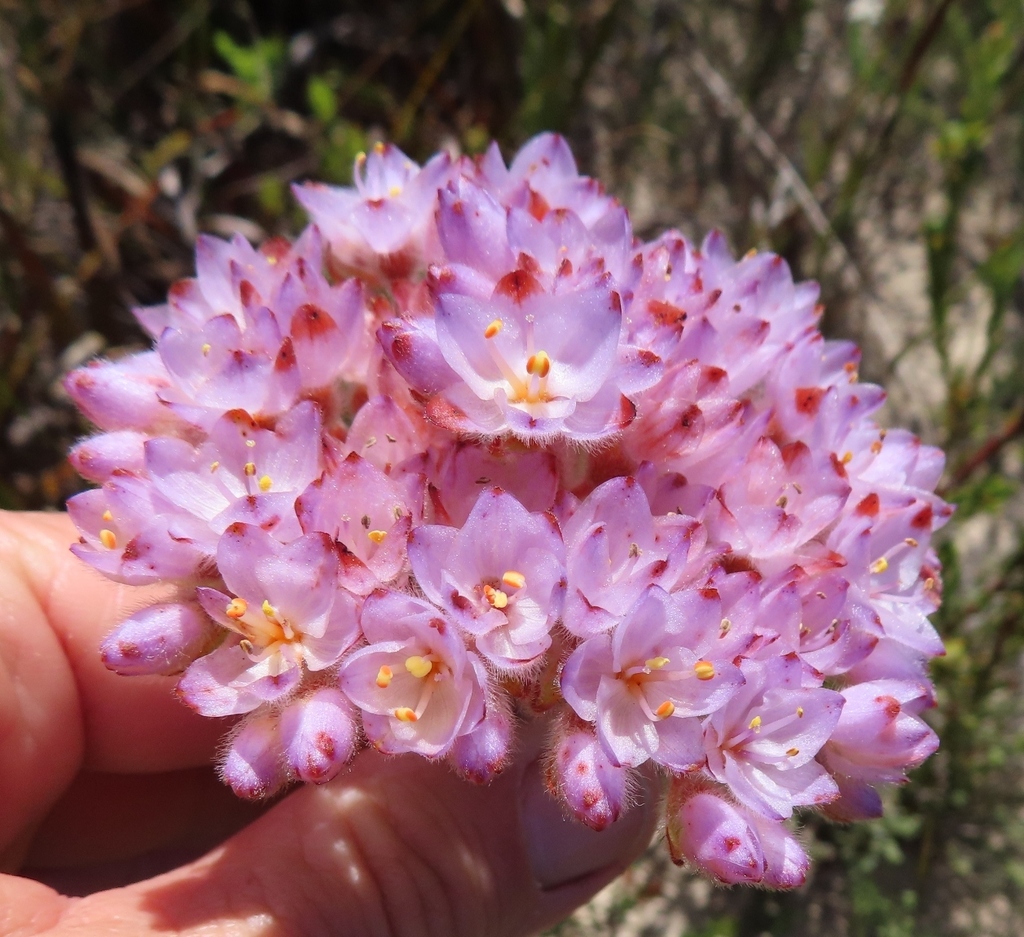 Dilatris pillansii (Dilatris pillansii)