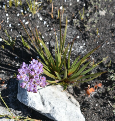 Dilatris pillansii (Dilatris pillansii)