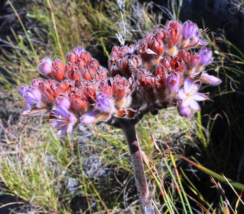 Dilatris pillansii (Dilatris pillansii)