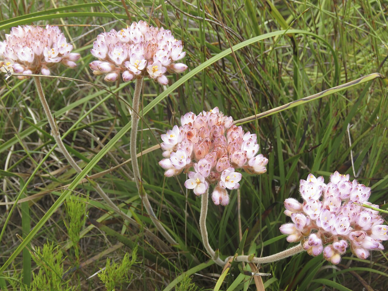 Dilatris pillansii: Dilatris pillansii, photographed by Ronald Flipphi, on 17 October 2019, at Fernkloof Nature Reserve, Hermanus, Western Cape province of South Africa