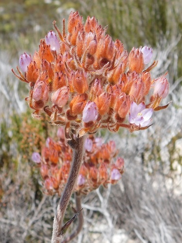 Dilatris pillansii (Dilatris pillansii)