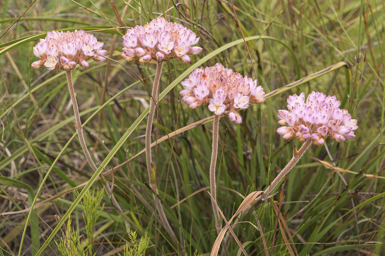 Dilatris pillansii: Dilatris pillansii, photographed by Ronald Flipphi, on 17 October 2019, at Fernkloof Nature Reserve, Hermanus, Western Cape province of South Africa