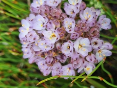 Dilatris pillansii (Dilatris pillansii)