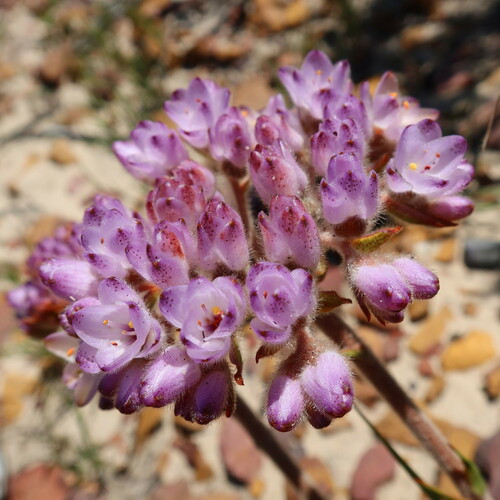Dilatris pillansii (Dilatris pillansii)