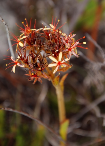 Dilatris viscosa (Dilatris viscosa)