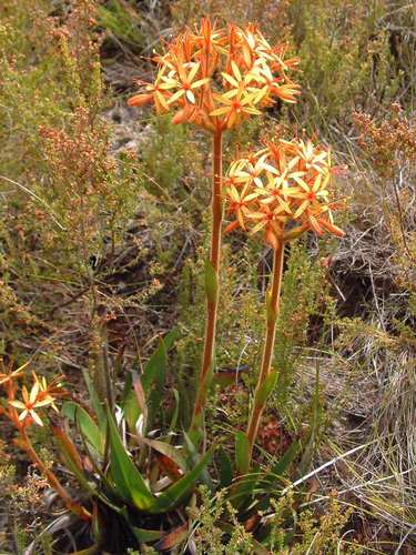 Dilatris viscosa (Dilatris viscosa)