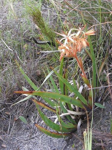 Dilatris viscosa (Dilatris viscosa)