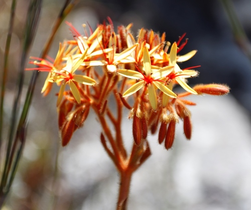 Dilatris viscosa (Dilatris viscosa)