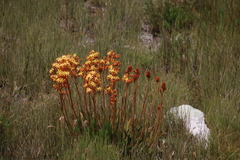 Dilatris viscosa (Dilatris viscosa)