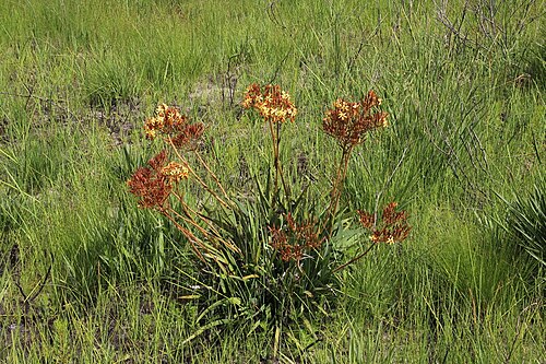 Dilatris viscosa: Dilatris viscosa, photographed by Tony Rebelo, on 15 November 2020, at Middagsberg Saddle, Kleindrakenstein Mtns, Hawekwas Nature Reserve, Western Cape province