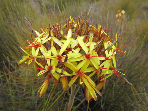 Dilatris viscosa (Dilatris viscosa)