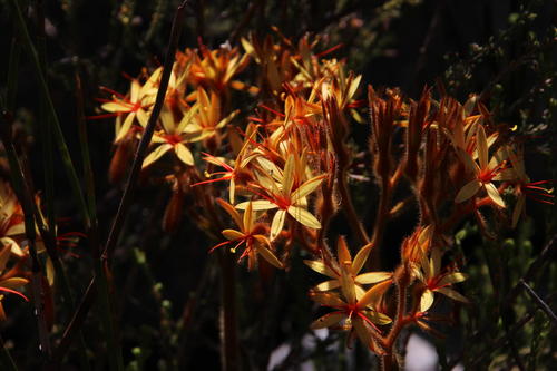 Dilatris viscosa (Dilatris viscosa)