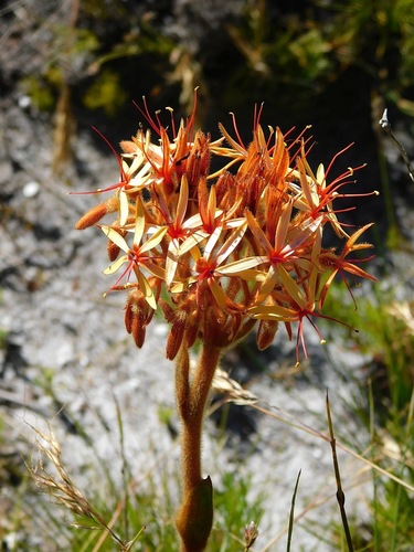 Dilatris viscosa (Dilatris viscosa)