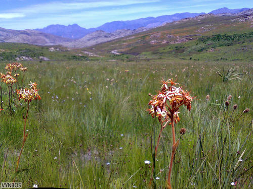 Dilatris viscosa (Dilatris viscosa)