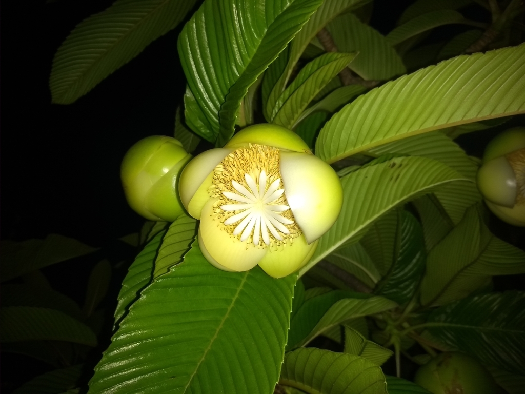 Chulta (Dillenia indica)