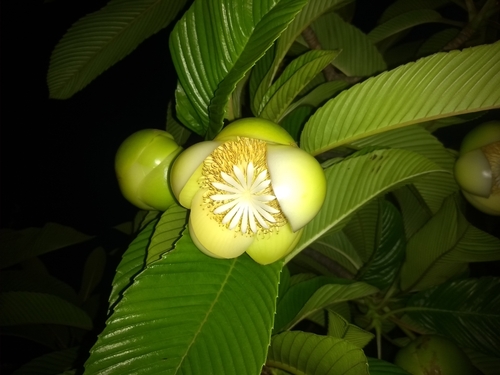 Chulta (Dillenia indica)