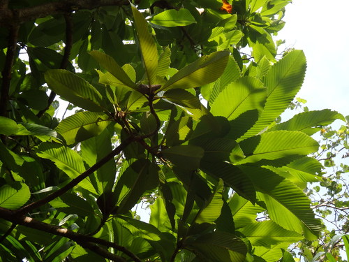 Chulta (Dillenia indica)