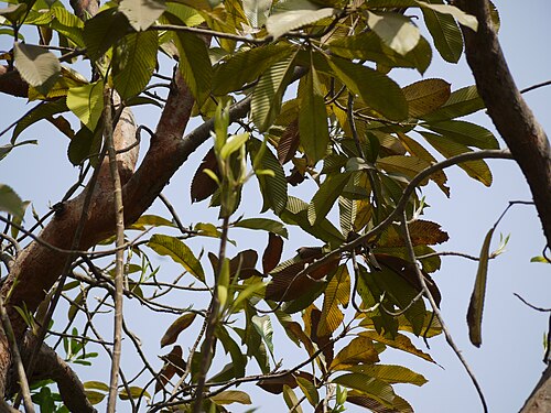 Chulta: Dillenia indica