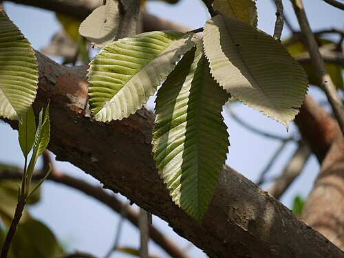 Chulta: Dillenia indica