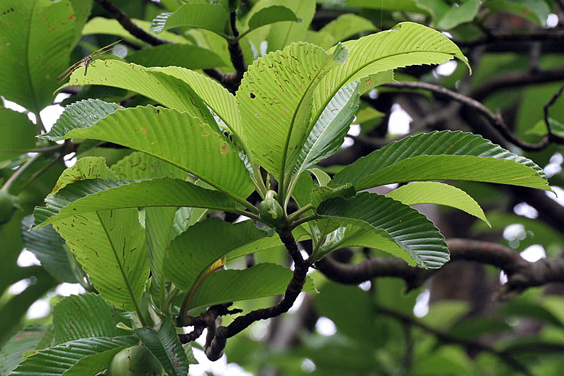 Chulta: Chalta Dillenia indica in Kolkata , West Bengal , India .