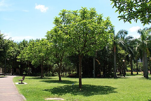 Chulta: Táiběi Da-an District DàĀn Forest Park Dillenia indica