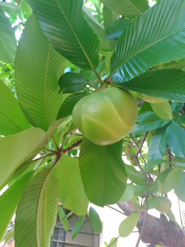 Chulta (Dillenia indica)