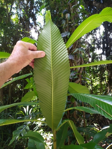 Chulta (Dillenia indica)