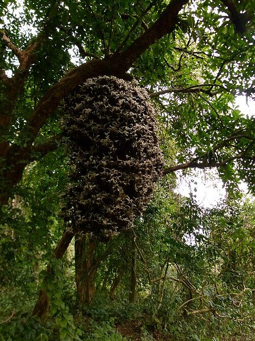 Chulta: Albinistic Dillenia indica in Pakke Tiger Reserve