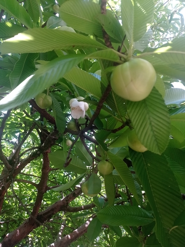 Chulta (Dillenia indica)