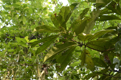 Chulta (Dillenia indica)