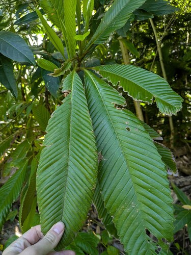 Chulta (Dillenia indica)