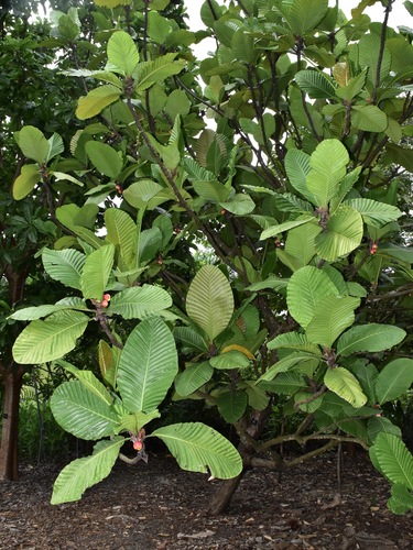Dillenia ingens (Dillenia ingens)