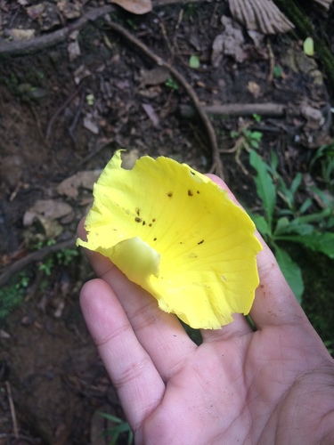 Katmon (Dillenia philippinensis)