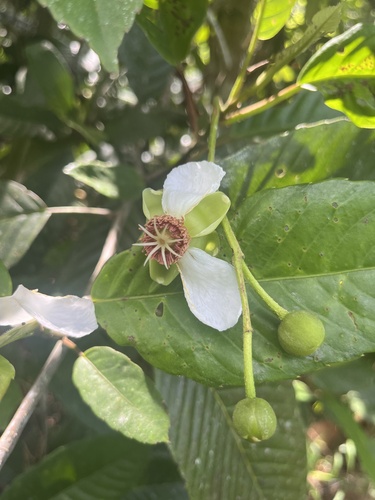Katmon (Dillenia philippinensis)