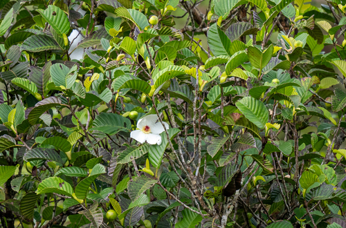 Katmon (Dillenia philippinensis)
