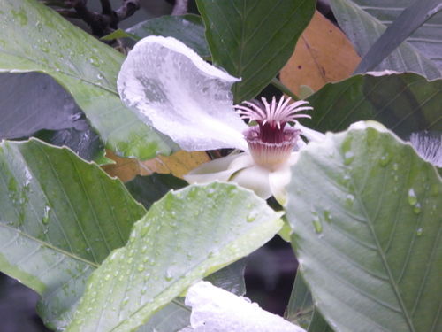 Katmon (Dillenia philippinensis)