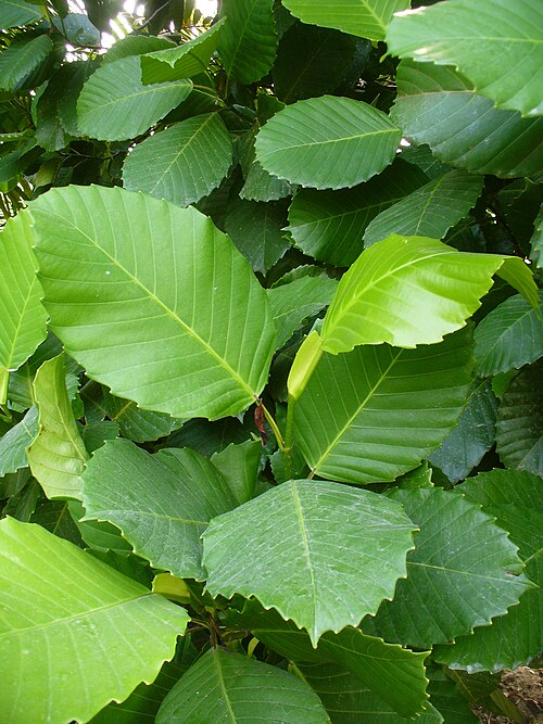 Katmon: cultivated, Boa Esperanza ranch, Brazil. The wing-like stipules are decurrent along the petiole, but eventually dry up and fall away. No flowers. If you recogni