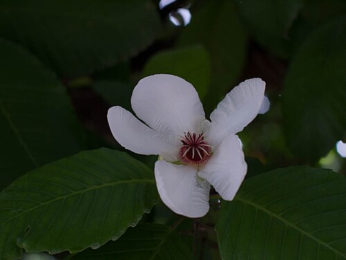 Katmon: Probably passion flower.