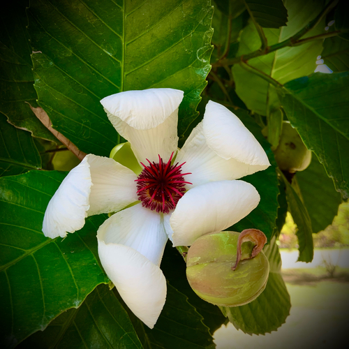 Katmon (Dillenia philippinensis)