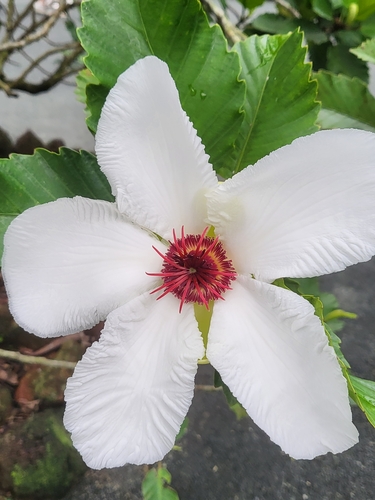 Katmon (Dillenia philippinensis)
