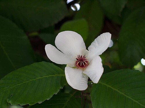 Katmon: Dillenia philippinensis
