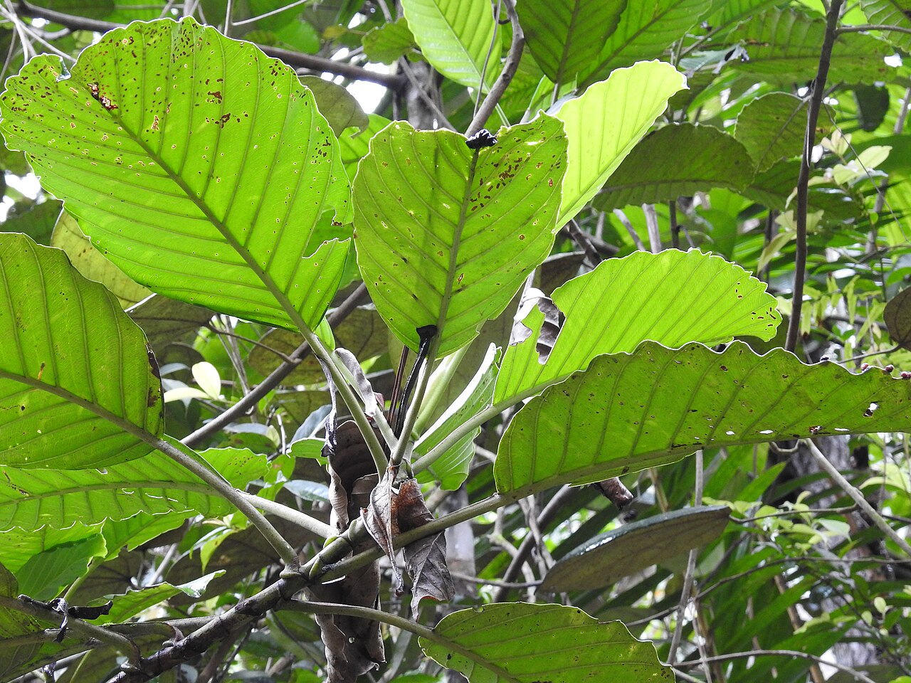 Dillenia retusa: Dillenia retusa, a pioneer tree in rainforests of Sri Lanka