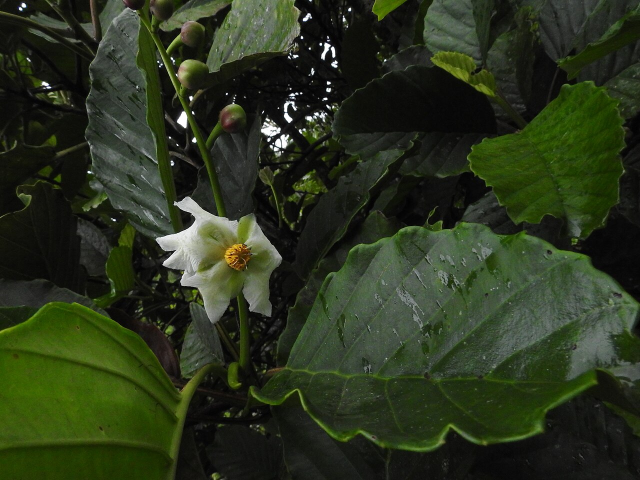 Dillenia retusa: Dillenia retusa, a pioneer tree in rainforests of Sri Lanka