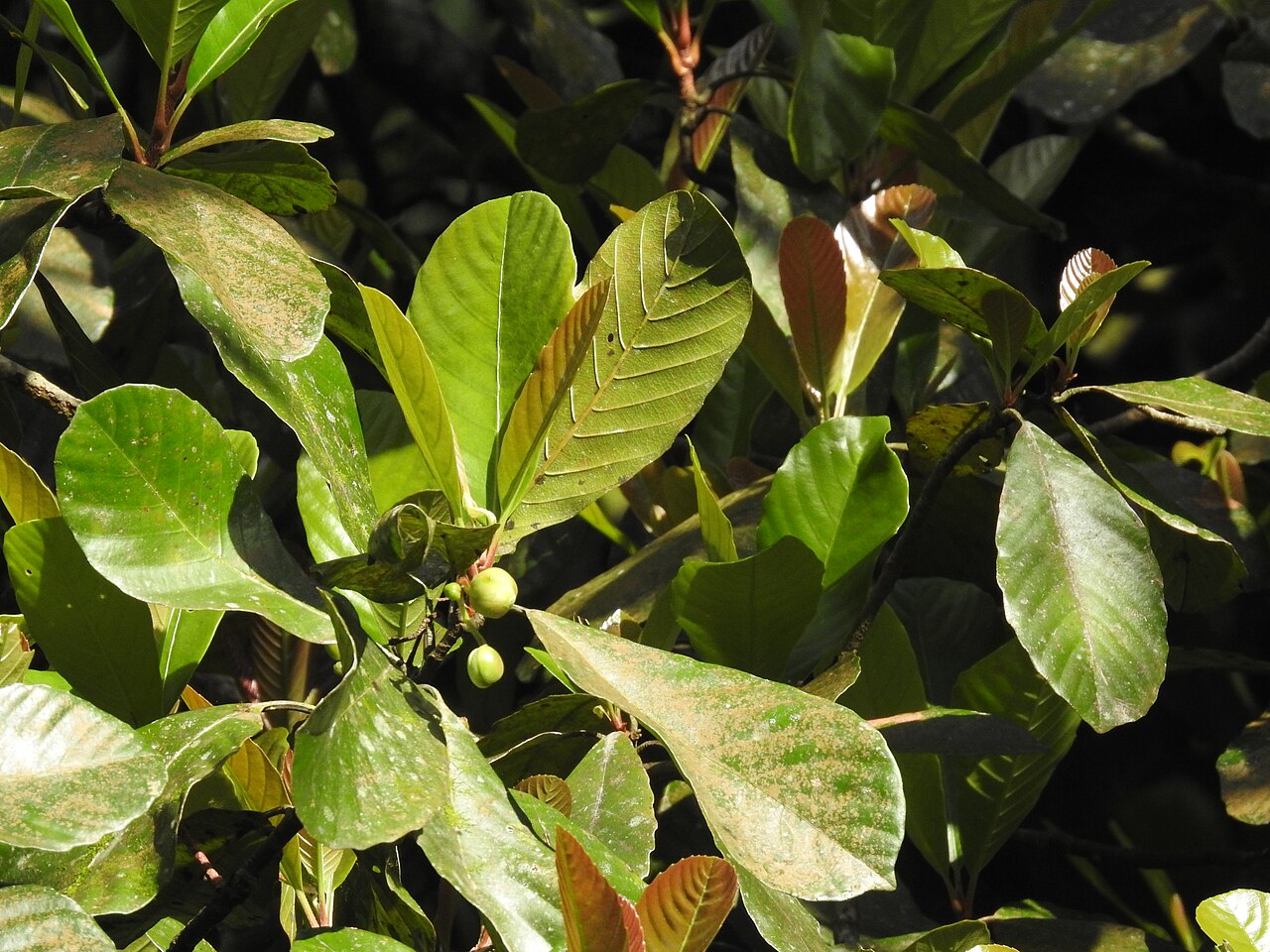 Dillenia retusa: Dillenia retusa, a pioneer tree in rainforests of Sri Lanka
