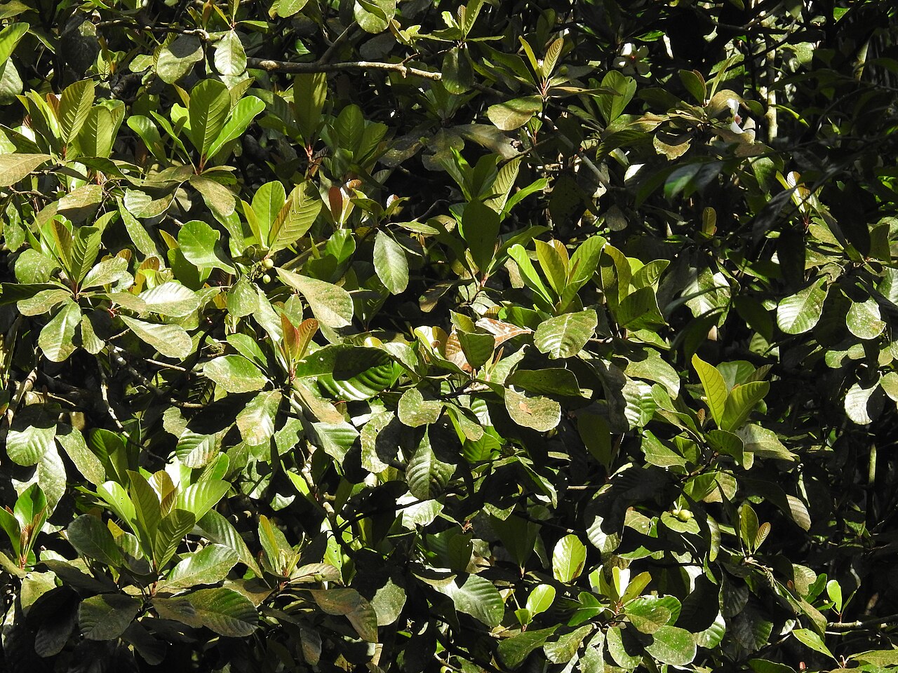 Dillenia retusa: Dillenia retusa, a pioneer tree in rainforests of Sri Lanka