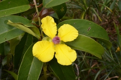 Dillenia tetrapetala (Dillenia tetrapetala)
