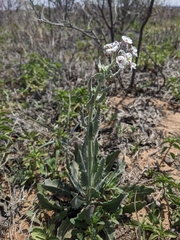 Palmer's spectaclepod (Dimorphocarpa candicans)