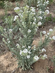 Palmer's spectaclepod (Dimorphocarpa candicans)