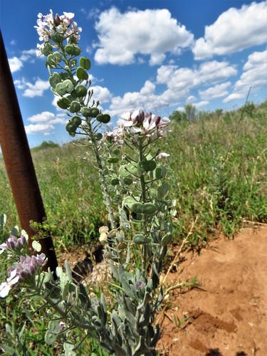 Palmer's spectaclepod (Dimorphocarpa candicans)