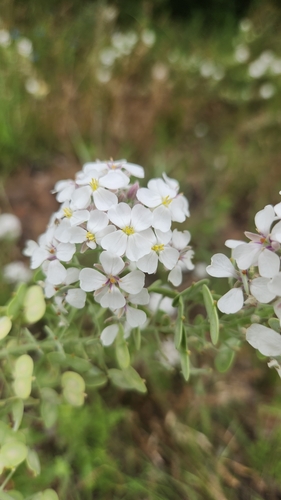 Palmer's spectaclepod (Dimorphocarpa candicans)